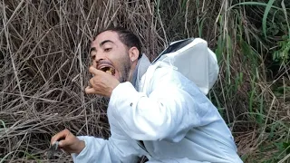 Encarando Abelhas Com fumaça 😱 #juninho Gonçalves (Pedro Antero)