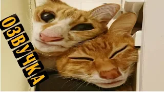 ПРИКОЛЫ С КОТАМИ! Рыжие коты смешное видео! СМЕШНАЯ ОЗВУЧКА КОТЫ