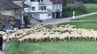 Ферма в Германии.Баранов на пастбище.Умные животные.