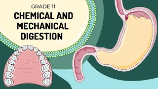 MECHANICAL AND CHEMICAL DIGESTION | Easy to understand processes and enzyme actions