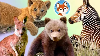 Мамы и малыши животных. Видео для детей. Как выглядят и называются милые детеныши диких животных.