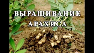 Выращивание арахиса в открытом грунте