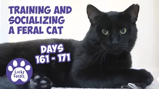 Training And Socializing A Feral Cat * Part 18 * Days 161 - 171 * Cat Video Compilation