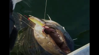 Giant catfish attacks 3d Roach