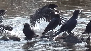 Large-billed Crow ( Corvus macrorhynchos ) Bathing in January 2024