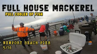 CATCHING A FULL HOUSE OF MACKEREL AT NEWPORT BEACH PIER!