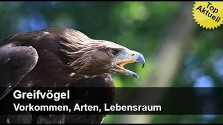 Greifvögel – Vorkommen, Arten, Lebensraum | Trailer MedienLB