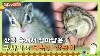 [Legendary animal farm on TV] Jangpyeong, a squirrel that survived by a miracle! TV Animal Farm