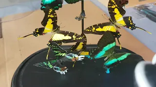 Repair broken butterfly wing(s) in a Glass Dome