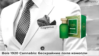 Bois 1920 Cannabis: бескрайние поля конопли