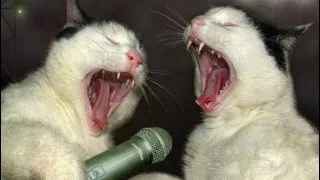 SUPER Funny Singing Animals