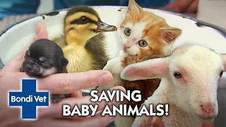 Saving Baby Animals 🐣🐾  | Compliation | Bondi Vet