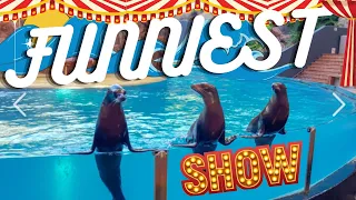 FUNNIEST  SEAL SHOW  EVER  -   Smarter then Dolphins?