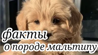 🐶факты о породе мальтипу🐶