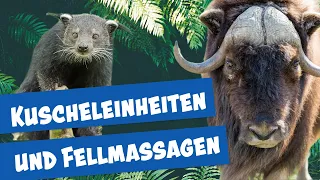 Sanfte Riesen und kuschelige Schleichkatzen im Zoo Berlin | Panda, Gorilla & Co.