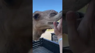 Camel Love