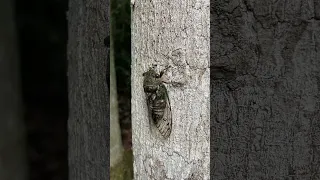 Cicadas at Iguazu Argentina