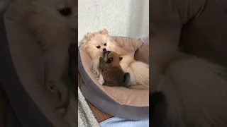 🐾 Щенок померанского шпица Габби 🐾 #shorts