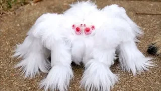 Die seltsamsten und ungewöhnlichsten Spinnen der Welt