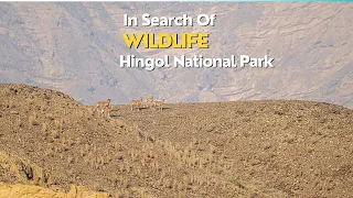 Searching Wildlife At Hingol National Park Balochistan