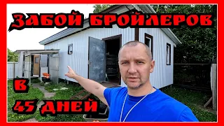 РЕАЛЬНЫЙ ВЕС БРОЙЛЕРА в 45 дней / Ох уж эти сказки, ох уж эти сказочники