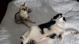 Fawzi Fox and Border Collie bouncing off the walls