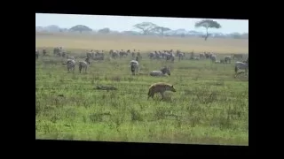 Африка (Кения, Танзания), август 2015