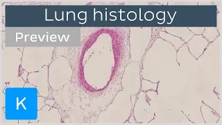 Lungs: tissues and cells (preview) - Human Anatomy and Histology | Kenhub