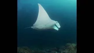 Raja Ampat - Misool Mantas 2016-05-24