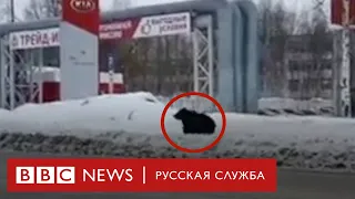 Медведь выбежал на улицы Нижневартовска