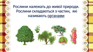 ЯДС.  БУДОВА Й РІЗНОМАНІТНІСТЬ РОСЛИН