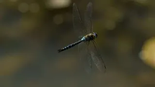 How I photograph dragonflies in flight, and why I do it as I do.