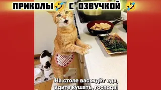 кушать господа и смотри смешные картинки мемы котики приколы с озвучкой 🤣