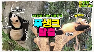 (SUB) The Panda World returns with safe and clean environment! Fubao family~💖│Everland Panda Fubao