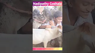 Cute little miniature cow having fun o nadipathy goshala yeleswaram#trending #yt #krishna