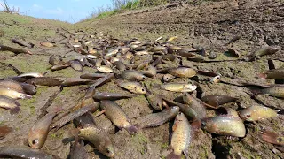 amazing fishing! a lots of fish in canal at field this time dry season catch by hand after rain