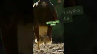 Tik tok vine: stylish bird