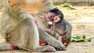 WOW..!! Sweet milk...Newborns struggle to get full milk from mother monkey Sippey.