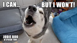 Husky Pretends To Do As He’s Told Then Does The Opposite!