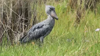 Uganda - Shoebill & Co in Mabamba Wetland