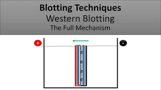 Blotting Techniques/ The Principle of Western Blotting
