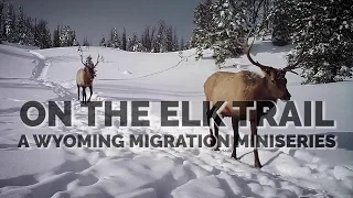 On the Elk Trail: Episode 6 - When do elk migrate?