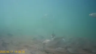 подводная съёмка Шардара.