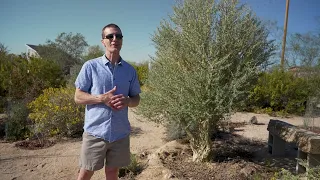 Incredible Desert Garden Built for Drought, DIY