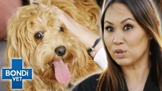 Why Is Puppy Not Eating? 💔 | Bondi Vet Clips | Bondi Vet