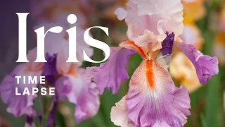 Timelapse: Iris Flowers Blooming