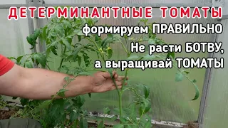 #Детерминантные #томаты - более детально про #формирование в теплице и открытом грунте.