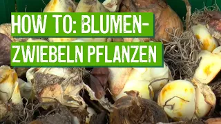 Blumenzwiebeln richtig pflanzen - Der Grüne Tipp