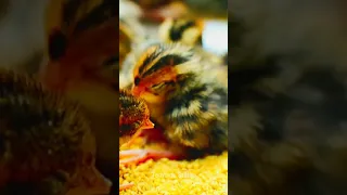 Guinea Fowl Chick | Guinea Fowl Chick Videos for kids #oddlysatisfyingvideo #shorts #chicks