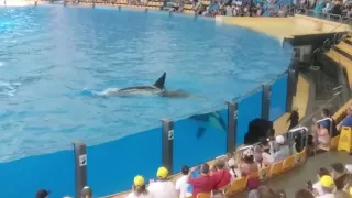 Whale Show Loro Parque #tenerife #loroparque #whale